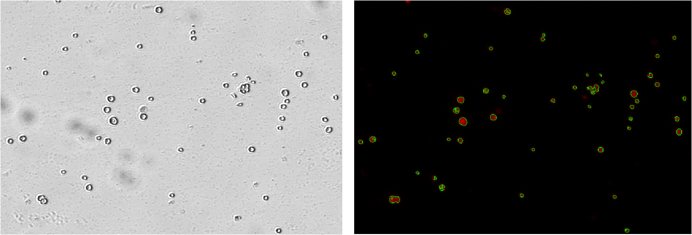 X2-Algae ChlorophyII counting.png